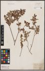 Foto von Salix aurita L. x Salix repens L.